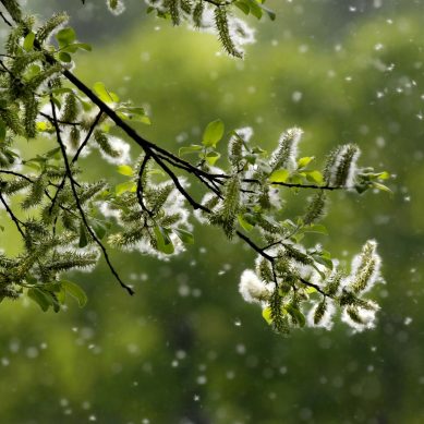 Marzo, mese critico per le allergie